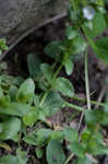 Thymeleaf speedwell